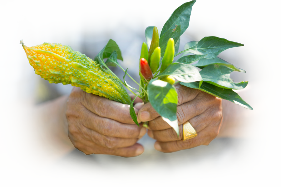 hand holding plant nepalese plant